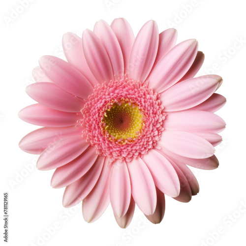 Pink gerbera flower isolated on white background © SnapSale Studio