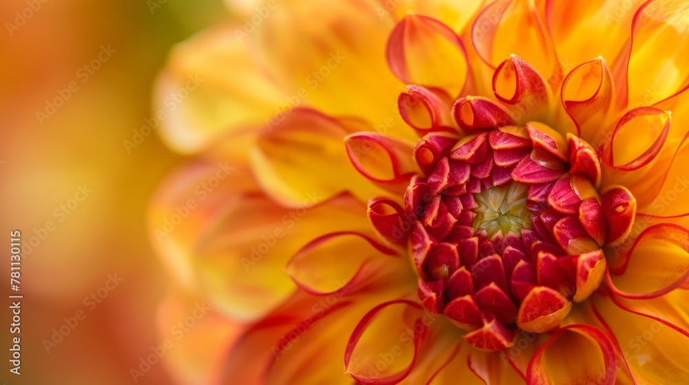 Close up of vibrant yellow and red bloom Close up of vibrant yellow and red bloom
