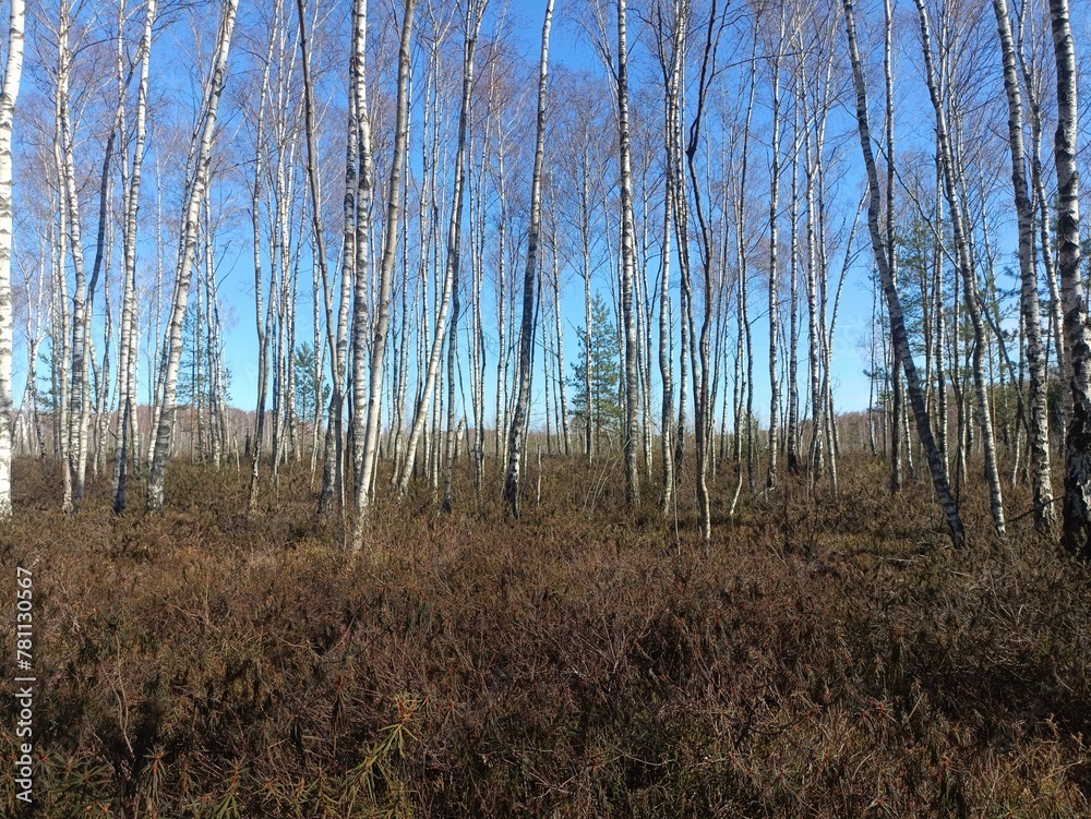 Rekyva forest during sunny early spring day. Pine and birch tree woodland. Blueberry bushes are growing in woods. Sunny day. Early spring season. Nature. Rekyvos miskas. Rekyva forest during sunny early spring day. Pine and birch tree woodland. Blueberry bushes are growing in woods. Sunny day. Early spring season. Nature. Rekyvos miskas.