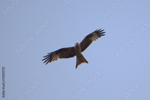 buzzard eagle in flight