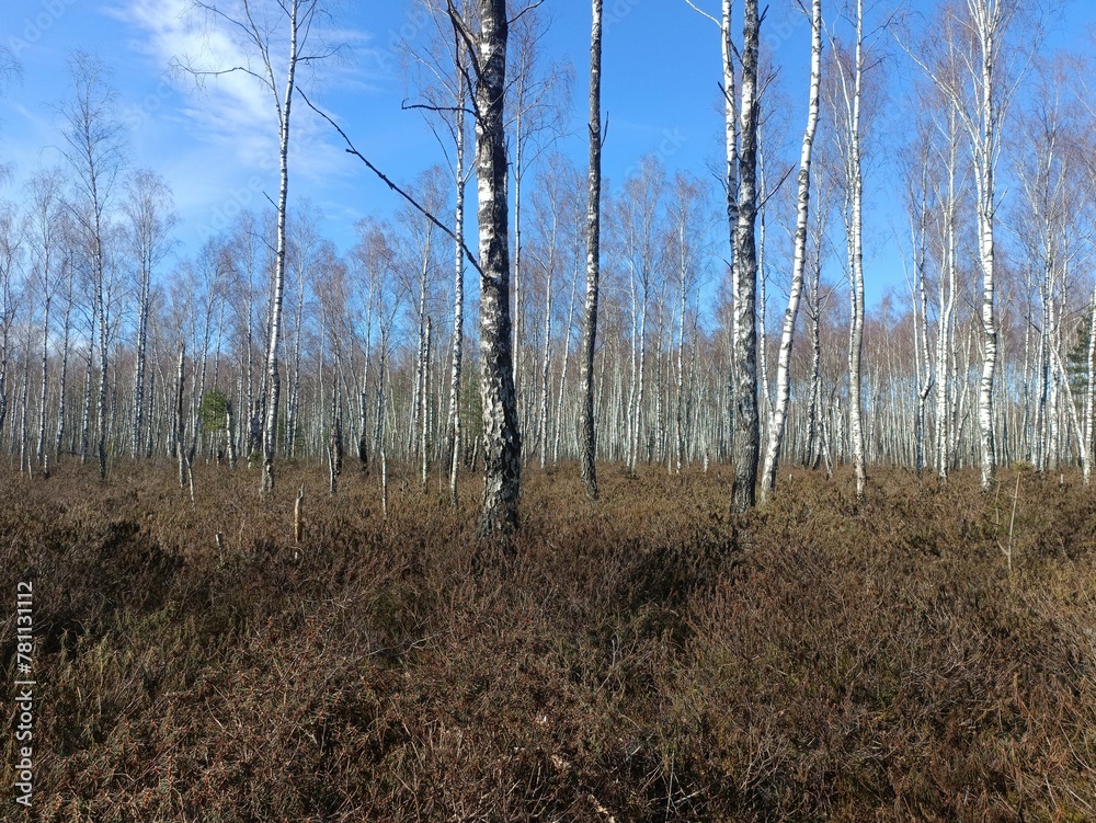 Rekyva forest during sunny early spring day. Pine and birch tree woodland. Blueberry bushes are growing in woods. Sunny day. Early spring season. Nature. Rekyvos miskas. Rekyva forest during sunny early spring day. Pine and birch tree woodland. Blueberry bushes are growing in woods. Sunny day. Early spring season. Nature. Rekyvos miskas.