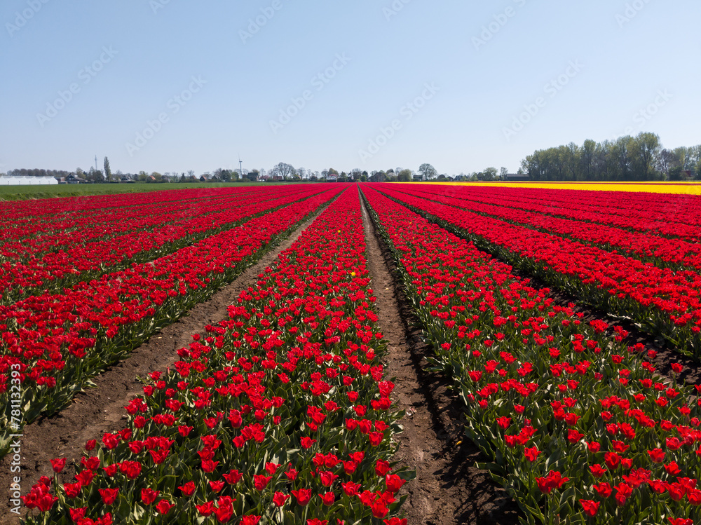 Vibrant red tulip field in the Netherlands Vibrant red tulip field in the Netherlands