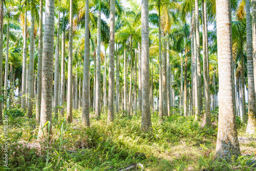 Palm tree jungle near Muse Lake in Qiongzhong, Hainan, China