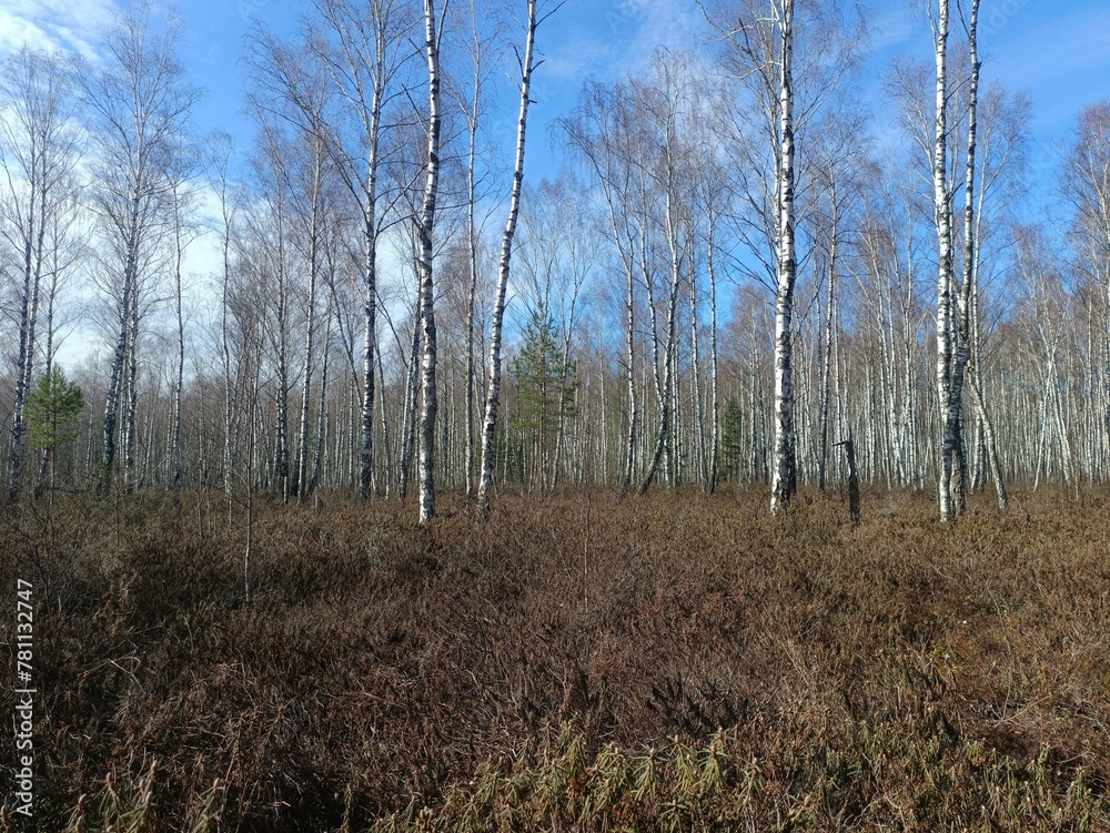 Rekyva forest during sunny early spring day. Pine and birch tree woodland. Blueberry bushes are growing in woods. Sunny day. Early spring season. Nature. Rekyvos miskas. Rekyva forest during sunny early spring day. Pine and birch tree woodland. Blueberry bushes are growing in woods. Sunny day. Early spring season. Nature. Rekyvos miskas.