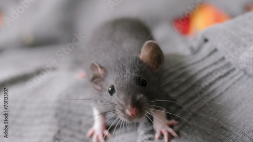 A domesticated laboratory rat as a pet in domestic conditions