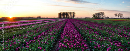Tulip field in Meerdonk, Belgium