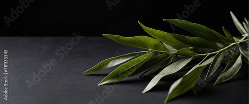 Curry leaves on a black background.