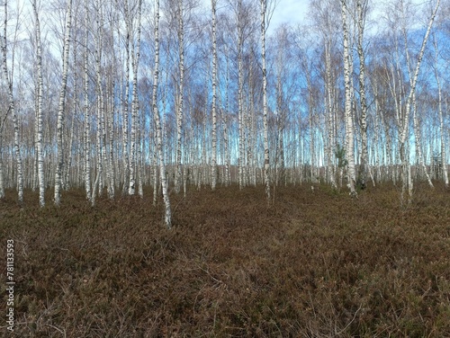 Rekyva forest during sunny early spring day. Pine and birch tree woodland. Blueberry bushes are growing in woods. Sunny day. Early spring season. Nature. Rekyvos miskas.