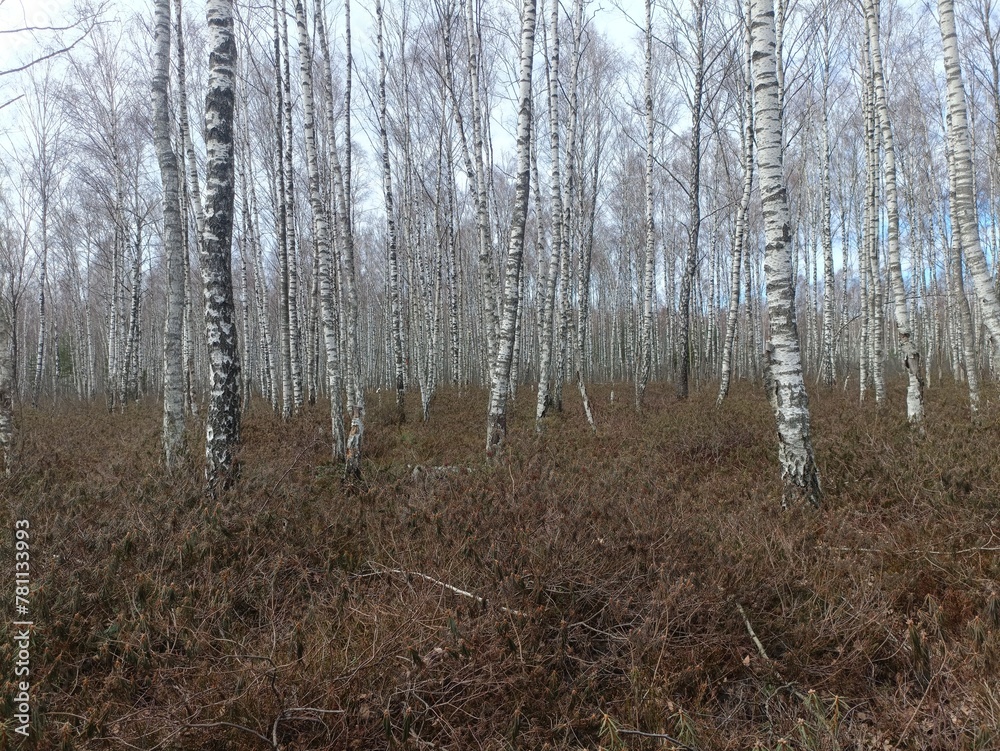 Rekyva forest during sunny early spring day. Pine and birch tree woodland. Blueberry bushes are growing in woods. Sunny day. Early spring season. Nature. Rekyvos miskas.