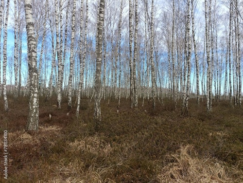 Rekyva forest during sunny early spring day. Pine and birch tree woodland. Blueberry bushes are growing in woods. Sunny day. Early spring season. Nature. Rekyvos miskas.