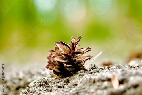 close up of pine cone