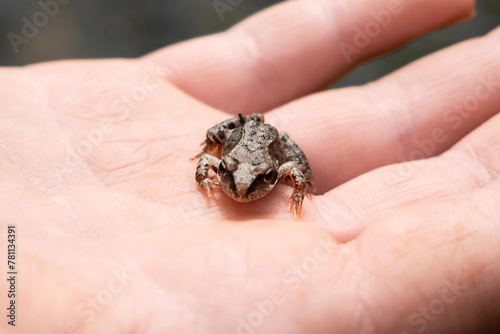 A small frog on a man's hand. © Наталья Майшева