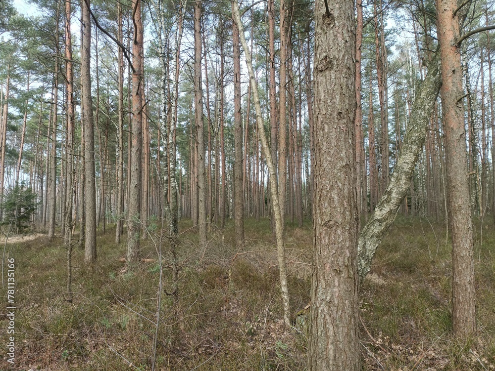 Rekyva forest during sunny early spring day. Pine and birch tree woodland. Blueberry bushes are growing in woods. Sunny day. Early spring season. Nature. Rekyvos miskas. Rekyva forest during sunny early spring day. Pine and birch tree woodland. Blueberry bushes are growing in woods. Sunny day. Early spring season. Nature. Rekyvos miskas.