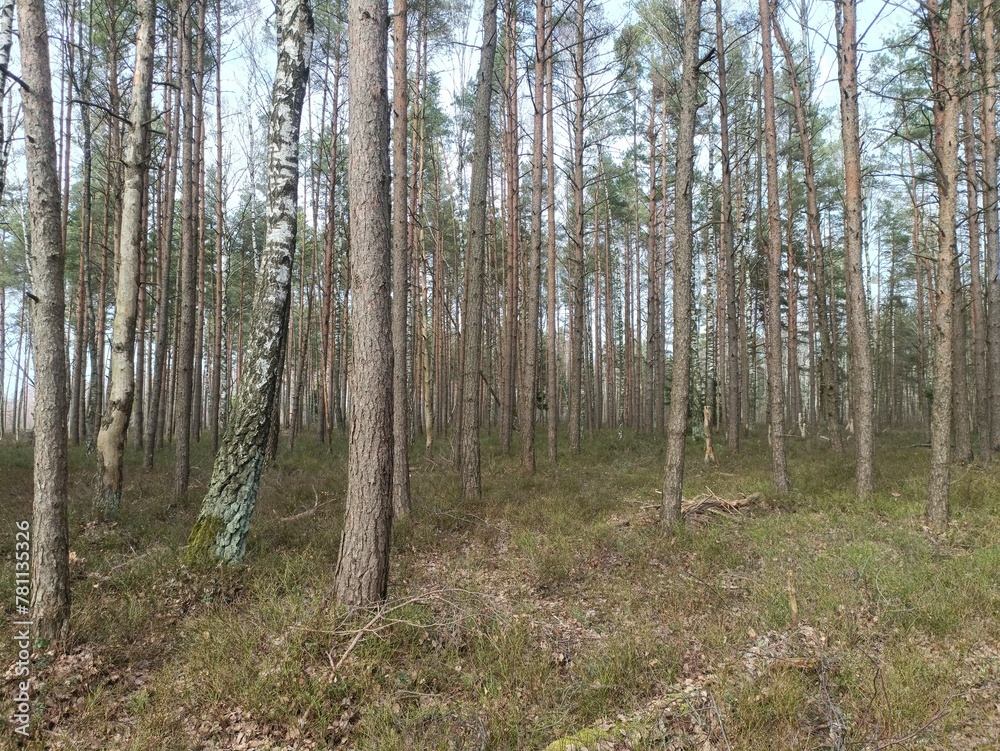 Rekyva forest during sunny early spring day. Pine and birch tree woodland. Blueberry bushes are growing in woods. Sunny day. Early spring season. Nature. Rekyvos miskas. Rekyva forest during sunny early spring day. Pine and birch tree woodland. Blueberry bushes are growing in woods. Sunny day. Early spring season. Nature. Rekyvos miskas.