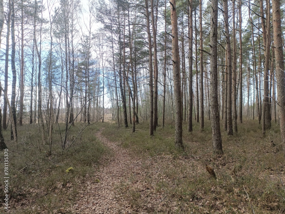 Rekyva forest during sunny early spring day. Pine and birch tree woodland. Blueberry bushes are growing in woods. Sunny day. Early spring season. Nature. Rekyvos miskas.