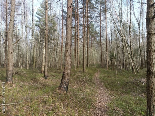 Rekyva forest during sunny early spring day. Pine and birch tree woodland. Blueberry bushes are growing in woods. Sunny day. Early spring season. Nature. Rekyvos miskas.