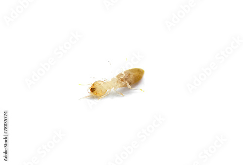 eastern subterranean termite - Reticulitermes flavipes - most common termite found in America and the important wood destroying insects in the United States. Isolated on white background. Ventral view photo