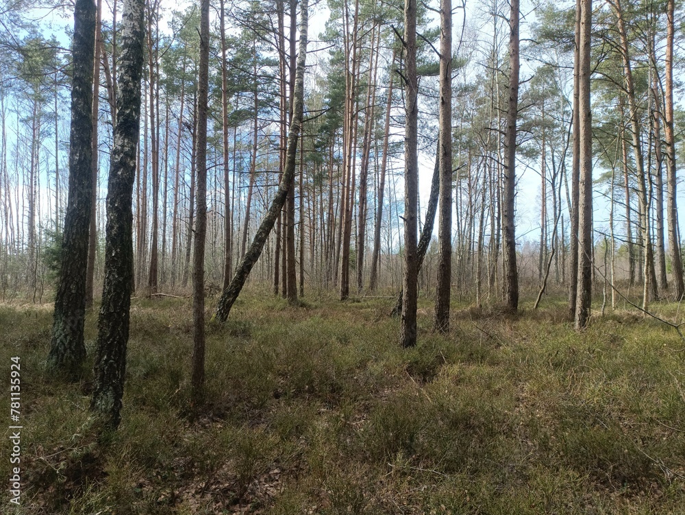 Rekyva forest during sunny early spring day. Pine and birch tree woodland. Blueberry bushes are growing in woods. Sunny day. Early spring season. Nature. Rekyvos miskas.