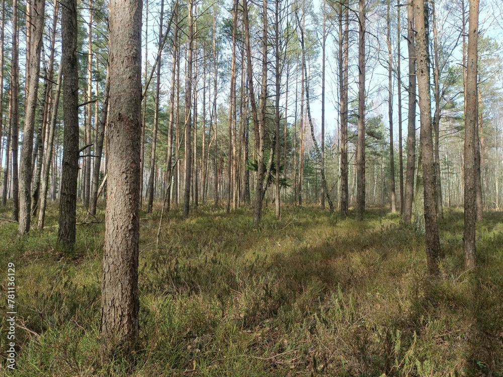 Rekyva forest during sunny early spring day. Pine and birch tree woodland. Blueberry bushes are growing in woods. Sunny day. Early spring season. Nature. Rekyvos miskas.