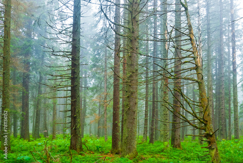 wet green fir tree forest glade  summer outdoor landscape