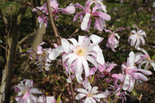 White and pink magnolia flowers in full bloom and blossom with beautiful petals on a sunny day in a garden in spring