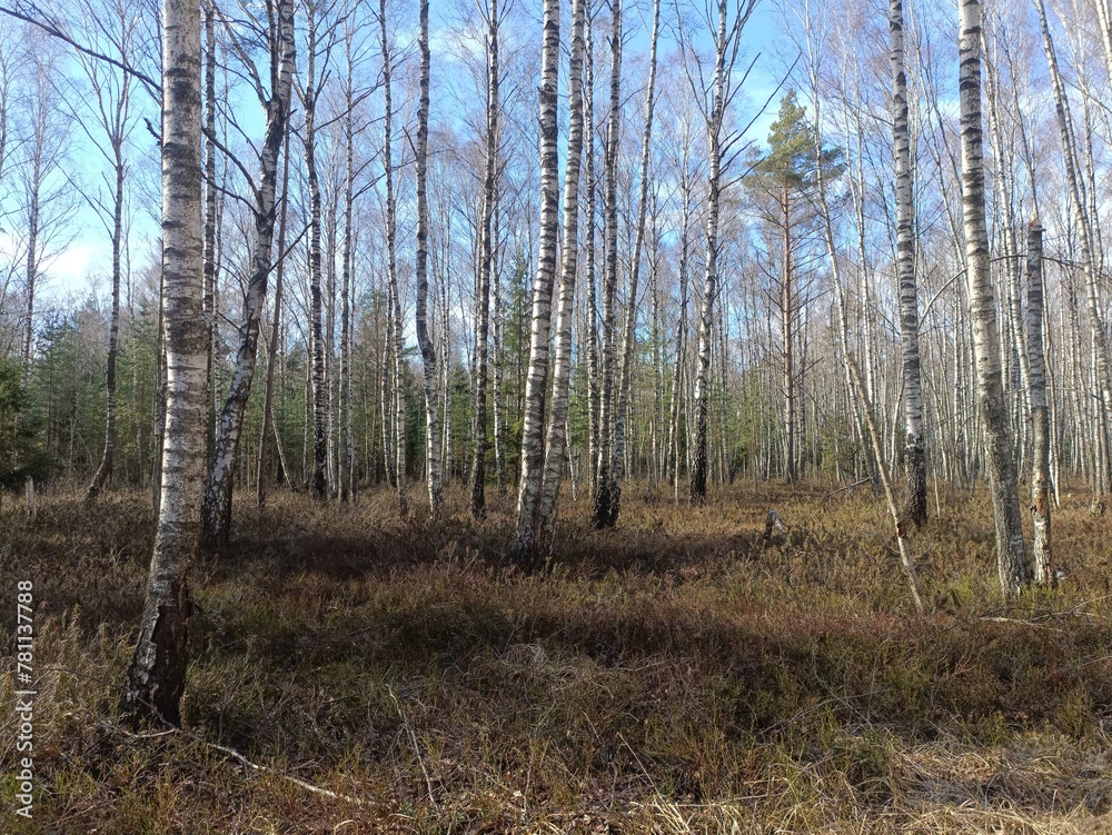 Rekyva forest during sunny early spring day. Pine and birch tree woodland. Blueberry bushes are growing in woods. Sunny day. Early spring season. Nature. Rekyvos miskas. Rekyva forest during sunny early spring day. Pine and birch tree woodland. Blueberry bushes are growing in woods. Sunny day. Early spring season. Nature. Rekyvos miskas.