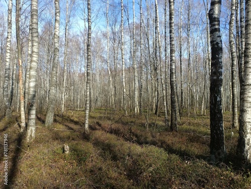 Rekyva forest during sunny early spring day. Pine and birch tree woodland. Blueberry bushes are growing in woods. Sunny day. Early spring season. Nature. Rekyvos miskas.