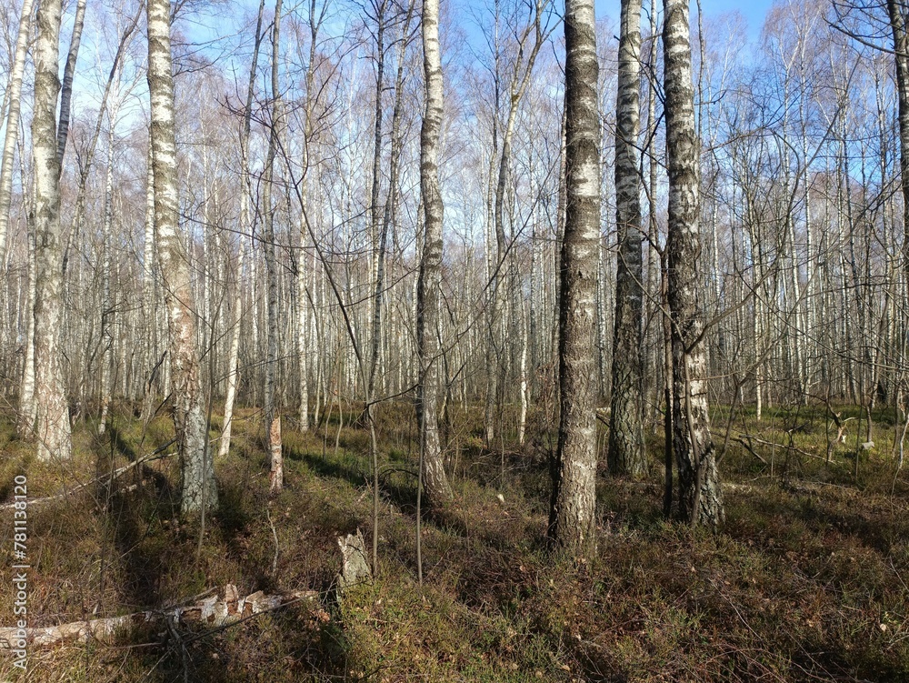 Rekyva forest during sunny early spring day. Pine and birch tree woodland. Blueberry bushes are growing in woods. Sunny day. Early spring season. Nature. Rekyvos miskas. Rekyva forest during sunny early spring day. Pine and birch tree woodland. Blueberry bushes are growing in woods. Sunny day. Early spring season. Nature. Rekyvos miskas.