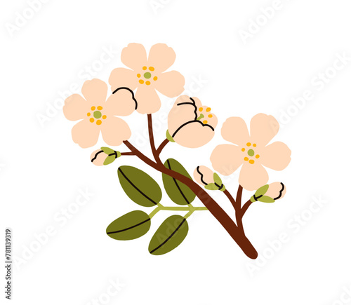 Cherry blossom twig. Delicate spring flowers on tree branch. Beautiful blooming floral plant sprig, gentle summer buds. Botanical natural flat vector illustration isolated on white background