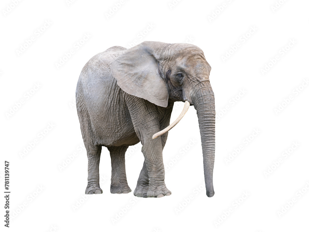 African elephant isolated on white background