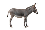 somali donkey isolated on white background