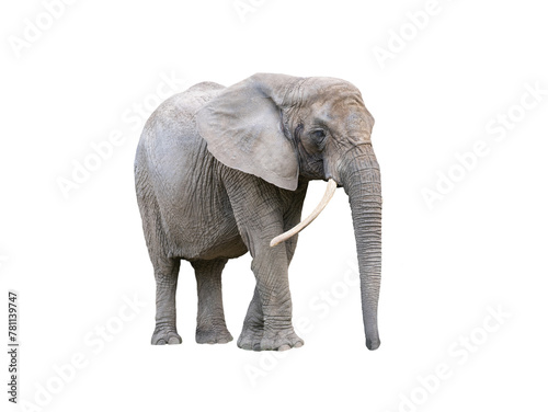 African elephant isolated on white background