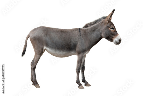 somali donkey isolated on white background photo