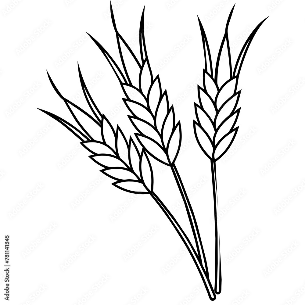 ears of wheat ears of wheat