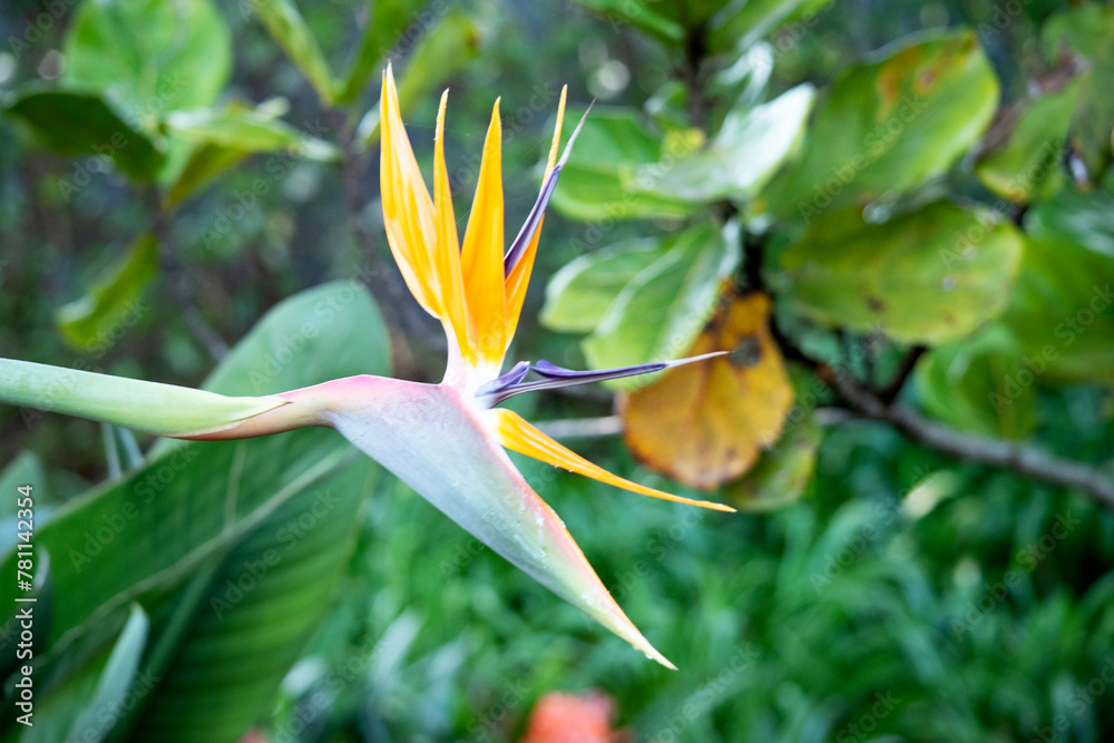 The orange and blue flower has two erect pointed petals and five stamens. The orange and blue flower has two erect pointed petals and five stamens.