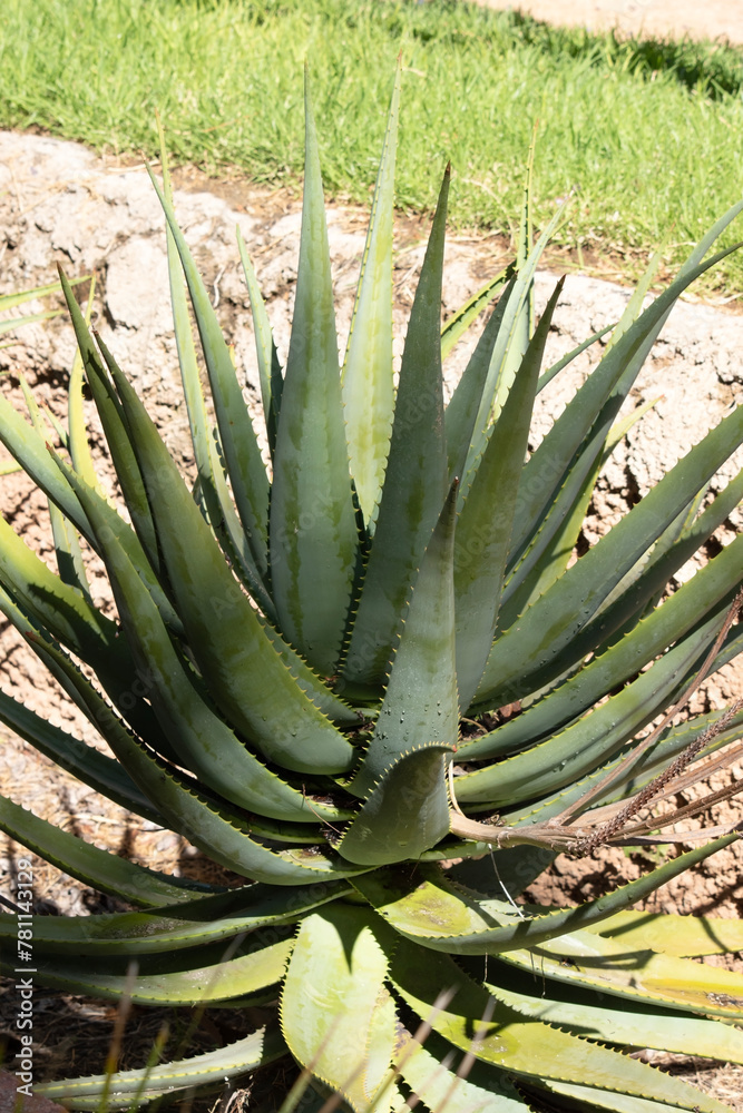 cactus are found in dry arid areas cactus are found in dry arid areas