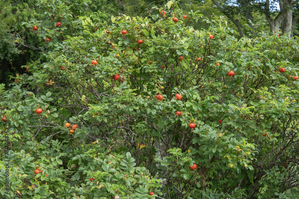 赤い実が生ったハマナス（ Rosa rugosa）の木【ローズヒップ】