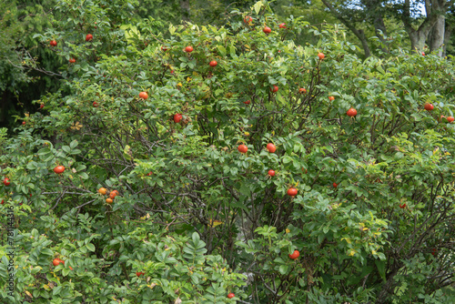 赤い実が生ったハマナス（ Rosa rugosa）の木【ローズヒップ】