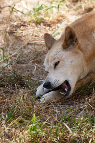 Dingos have a long muzzle, erect ears and strong claws. They usually have a ginger coat and most have white markings on their feet, tail tip and chest.