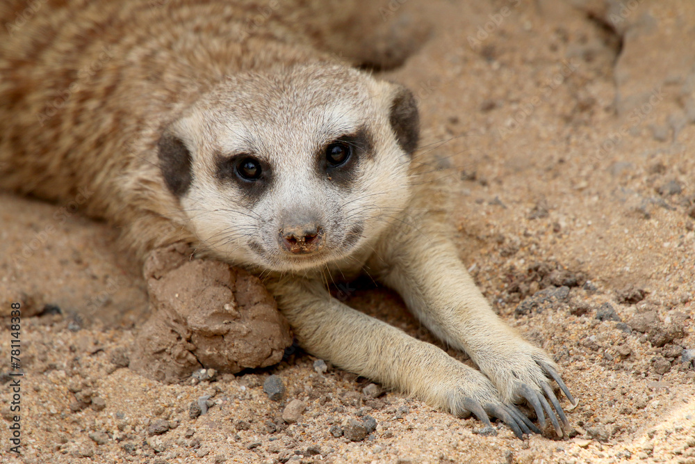 Fototapeta premium Erdmännchen (Suricata suricatta) auch Surikate oder Scharrtier, Südliches Afrika 