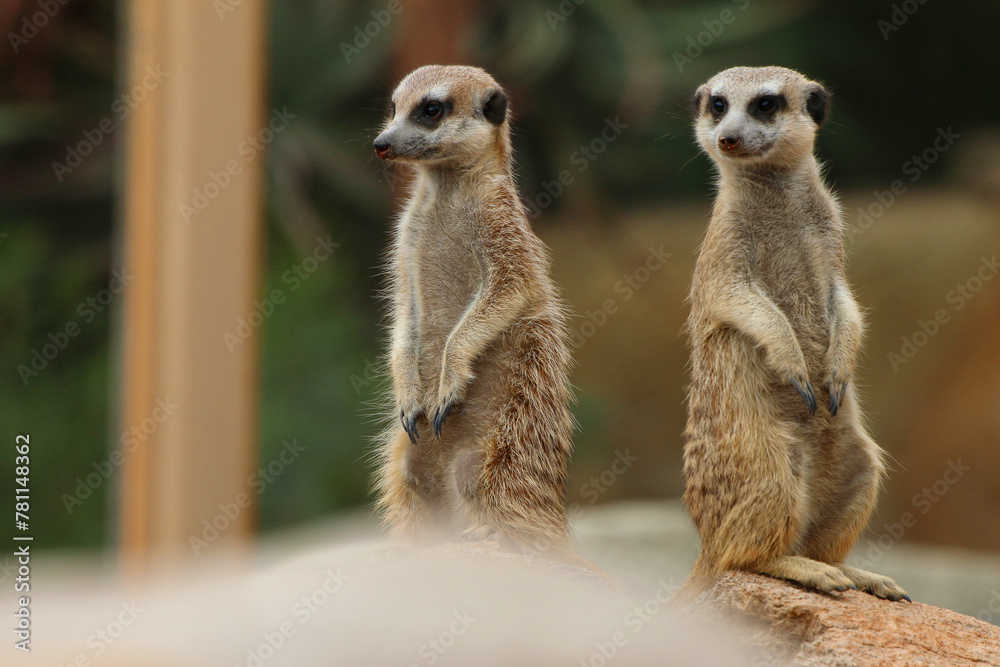 Erdmännchen (Suricata suricatta) auch Surikate oder Scharrtier, Südliches Afrika Erdmännchen (Suricata suricatta) auch Surikate oder Scharrtier, Südliches Afrika