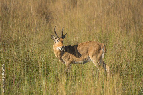 Puku (Kobus vardonii) im Okavango Delta, Nahaufnahme der Großantilope in Botswana