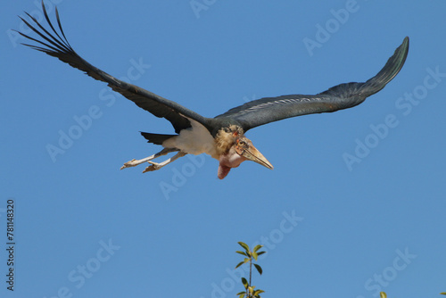 Tableau sur toile Marabu (Leptoptilos crumeniferus) im Flug