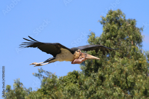 Photos Marabu (Leptoptilos crumeniferus) im Flug