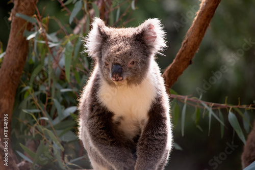 the Koala has a large round head, big furry ears and big black nose. Their fur is usually grey-brown in color with white fur on the chest, inner arms, ears and bottom.