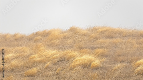 A field of tall grass with a cloudy sky in the background. The grass is dry and brown, giving the image a sense of desolation and emptiness