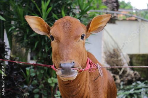 Sono' Cow, a Cow from Madura who is known to be beautiful and good. This cow is a pride for the Madurese who keep it. Because the price can soar high when contested. photo