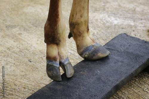 Closeup of a Pair of Clean and Healthy Cow Feet photo