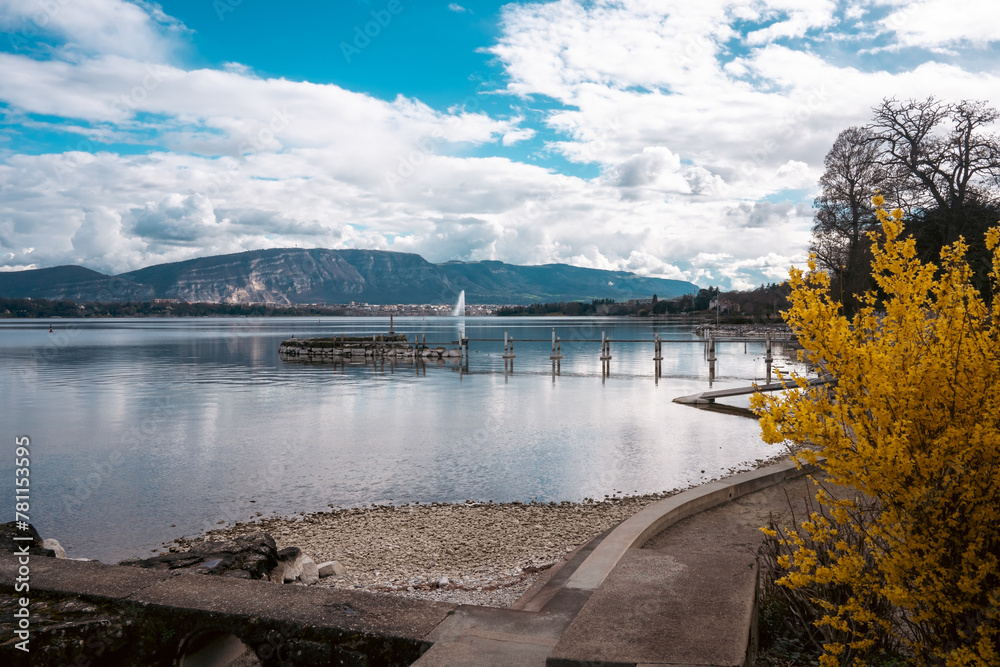 Fototapeta premium plage de Chambésy et La floraison jaune du forsythia