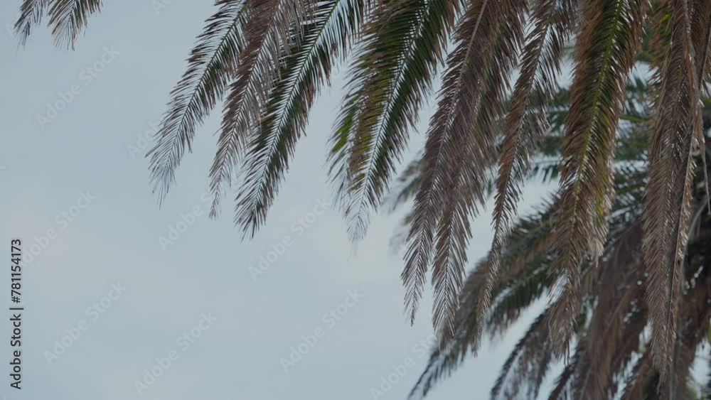 Palm Fronds Against Cloudy Sky Palm Fronds Against Cloudy Sky